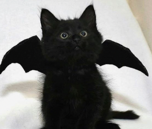 Bat Wings Pet Costume